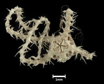 Media type: image;   Invertebrate Zoology OPH-1974 Description: Bottom up view of single ophiuroid specimen with a scale bar.;  Aspect: ventral